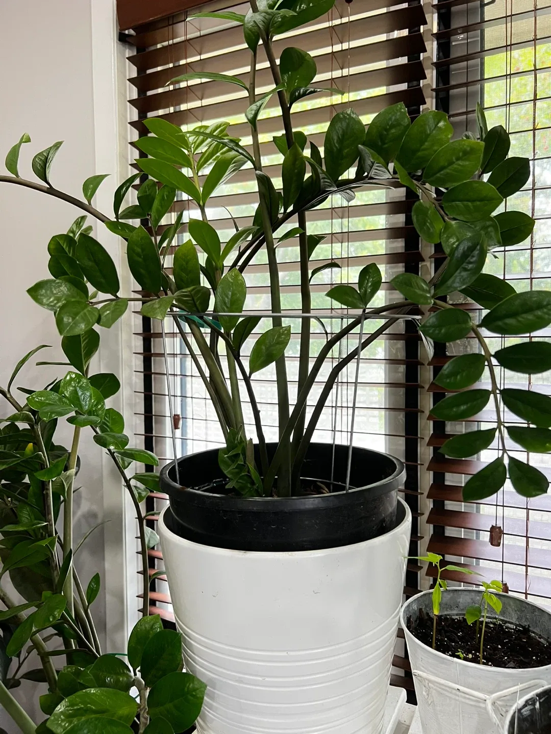 ZZ Plant in White Pot image indicator(2)