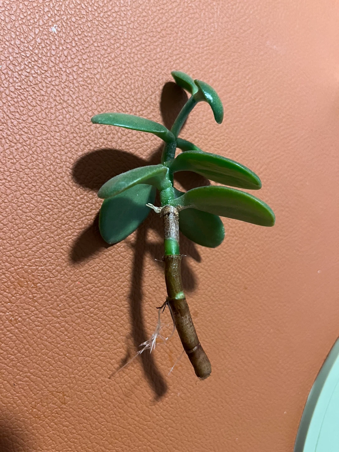 Rooted Jade plant cutting - photo 2