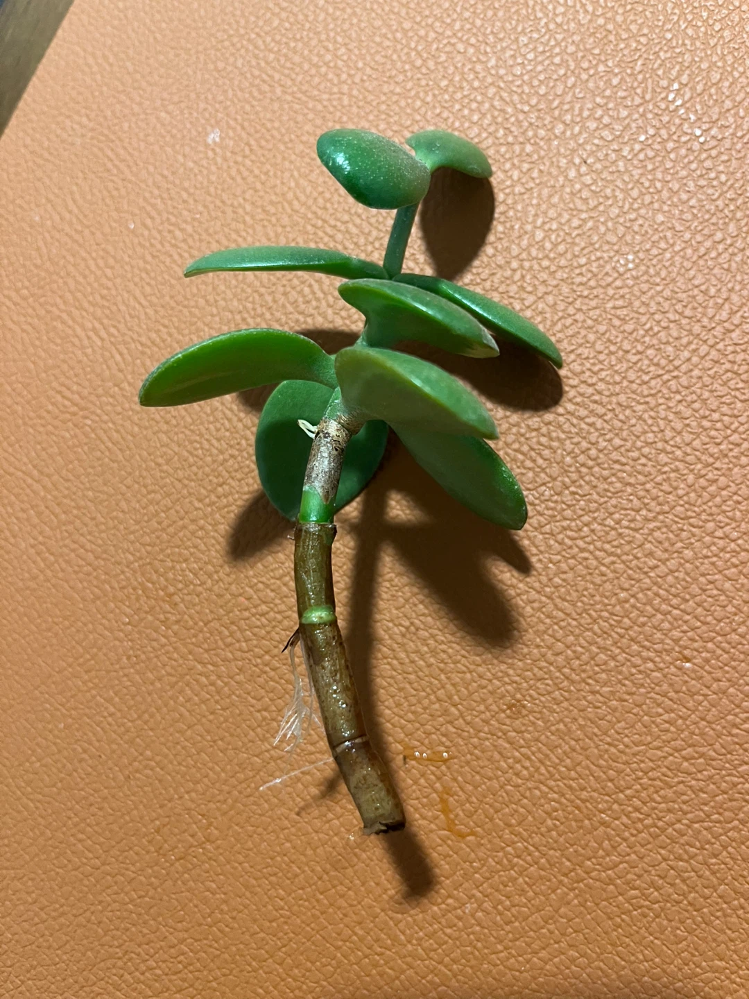 Rooted Jade plant cutting