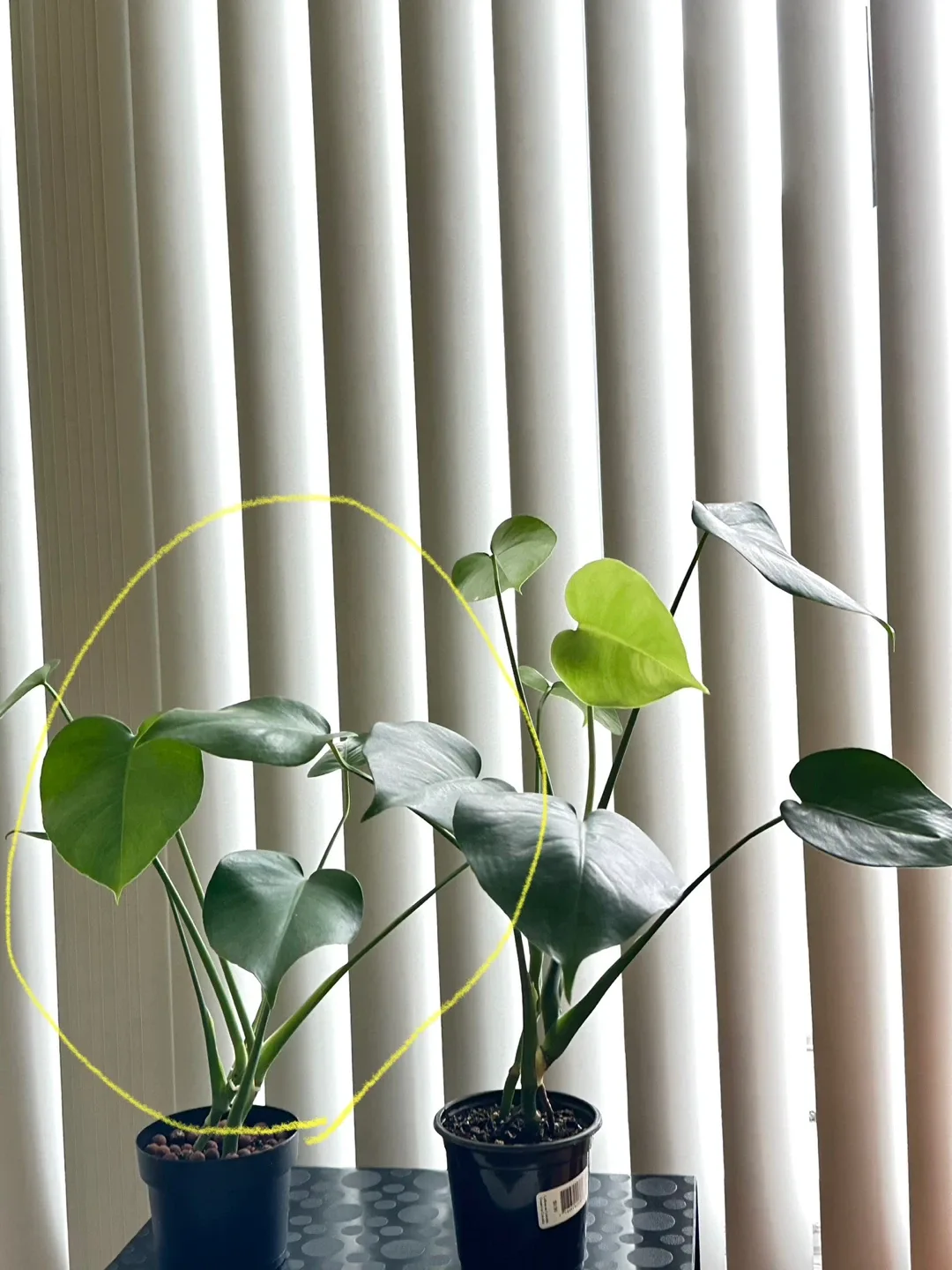 Monstera Plant image indicator(8)