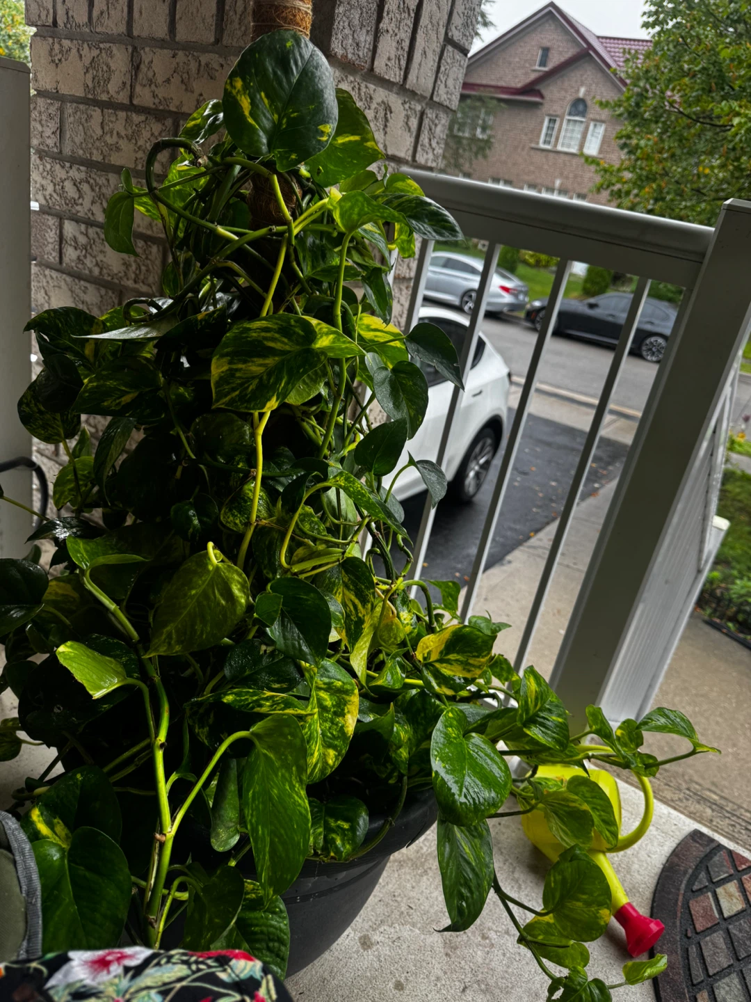 Potted Golden Pothos Plant - photo 2