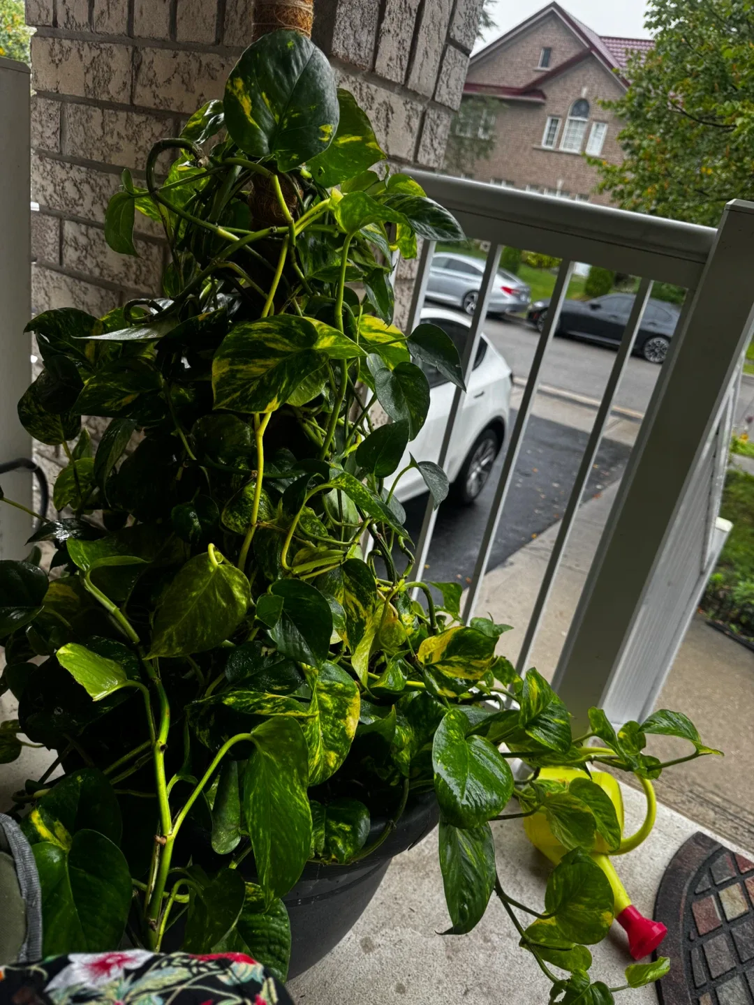 Potted Golden Pothos Plant image indicator(2)