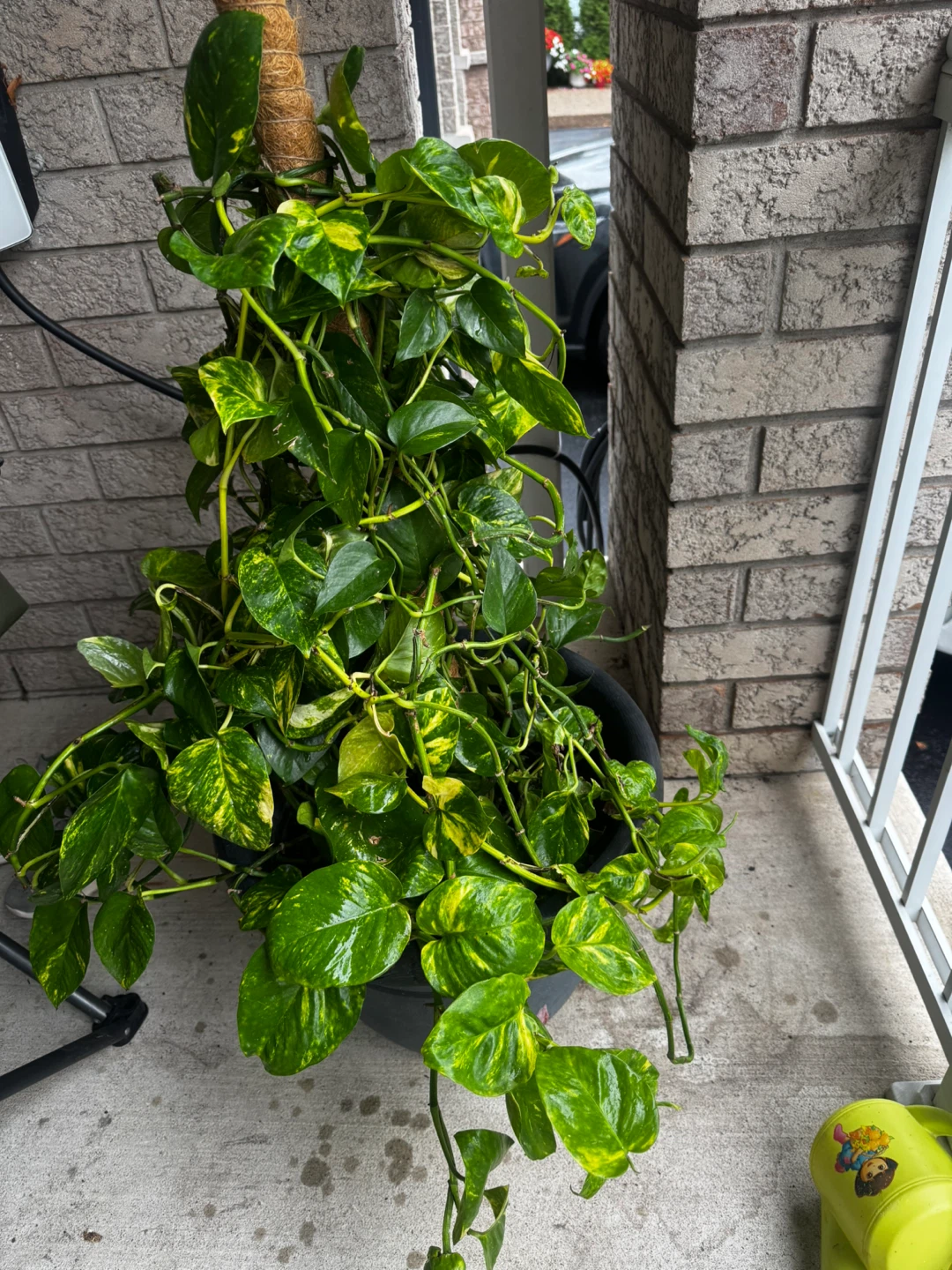 Potted Golden Pothos Plant