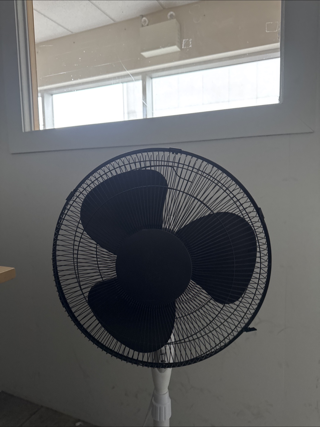 Fan