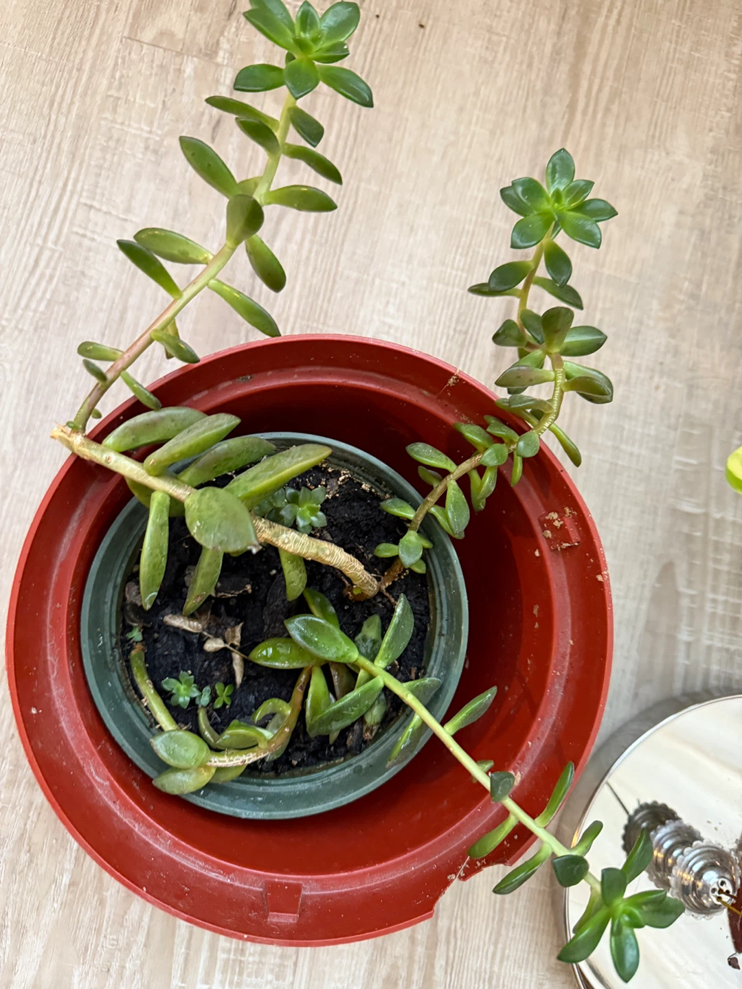 Potted Succulent Plant