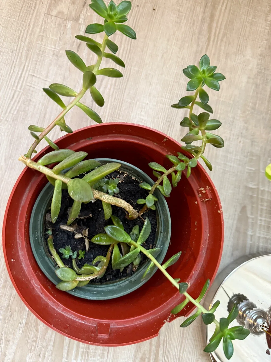 Potted Succulent Plant