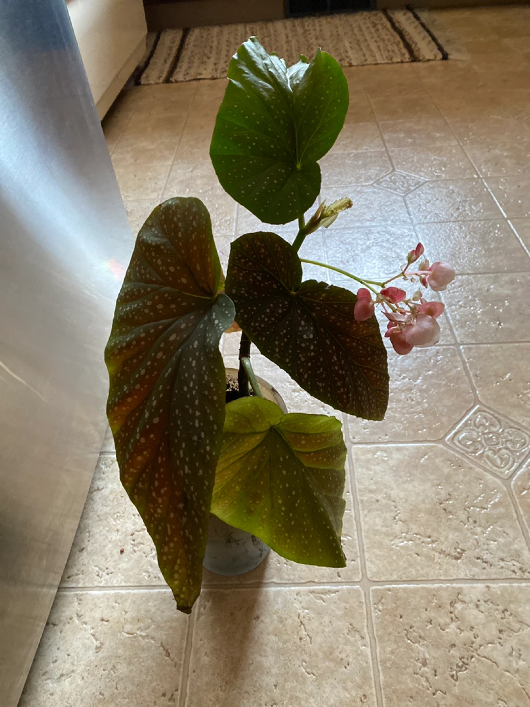 Angel Wing Begonia Plant - photo 2