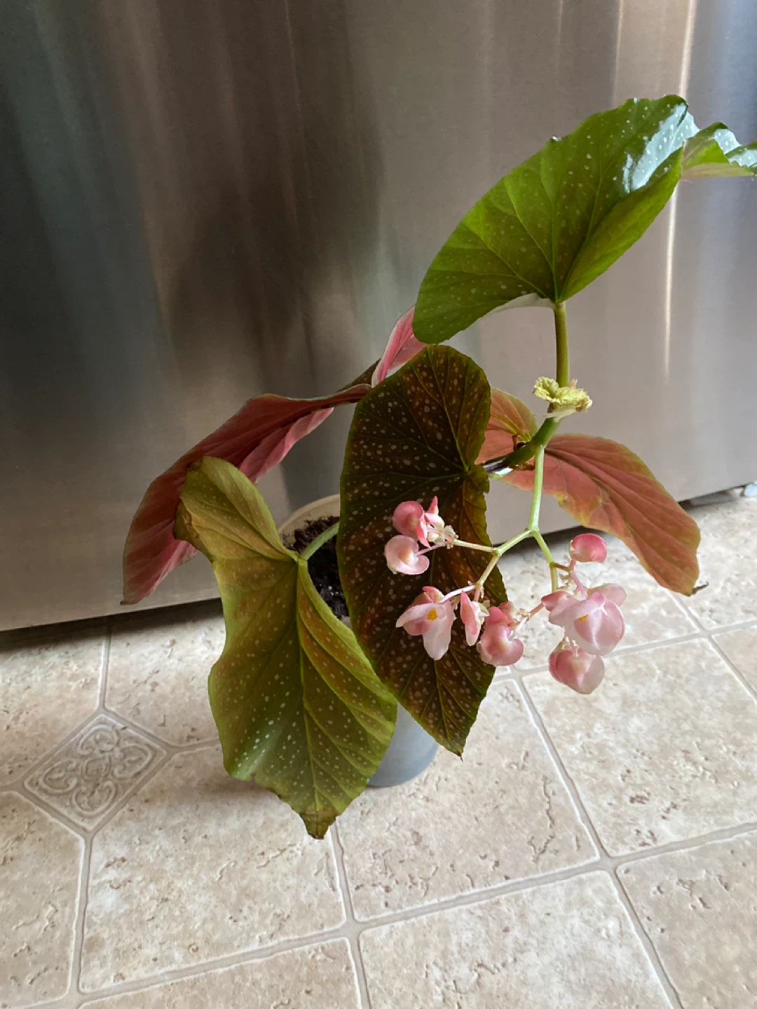 Angel Wing Begonia Plant
