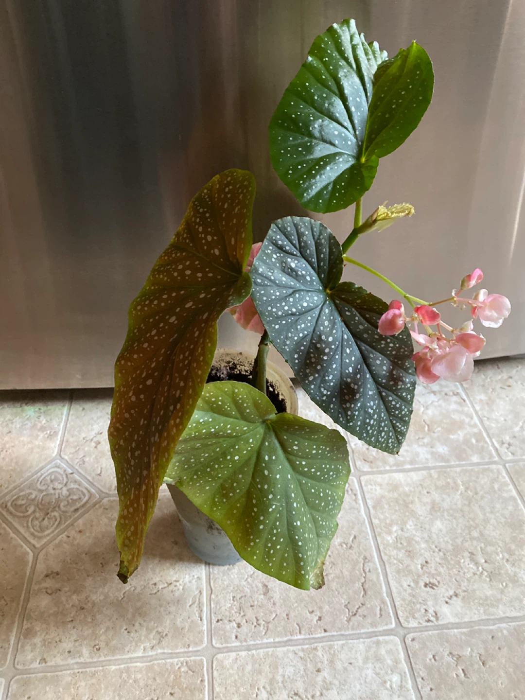 Angel Wing Begonia Plant - photo 3