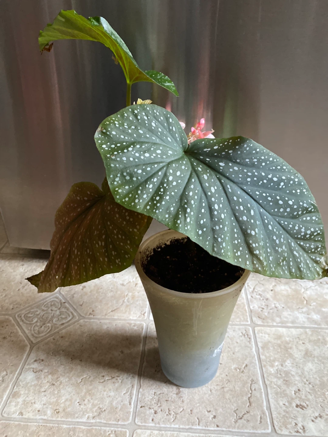 Angel Wing Begonia Plant - photo 4