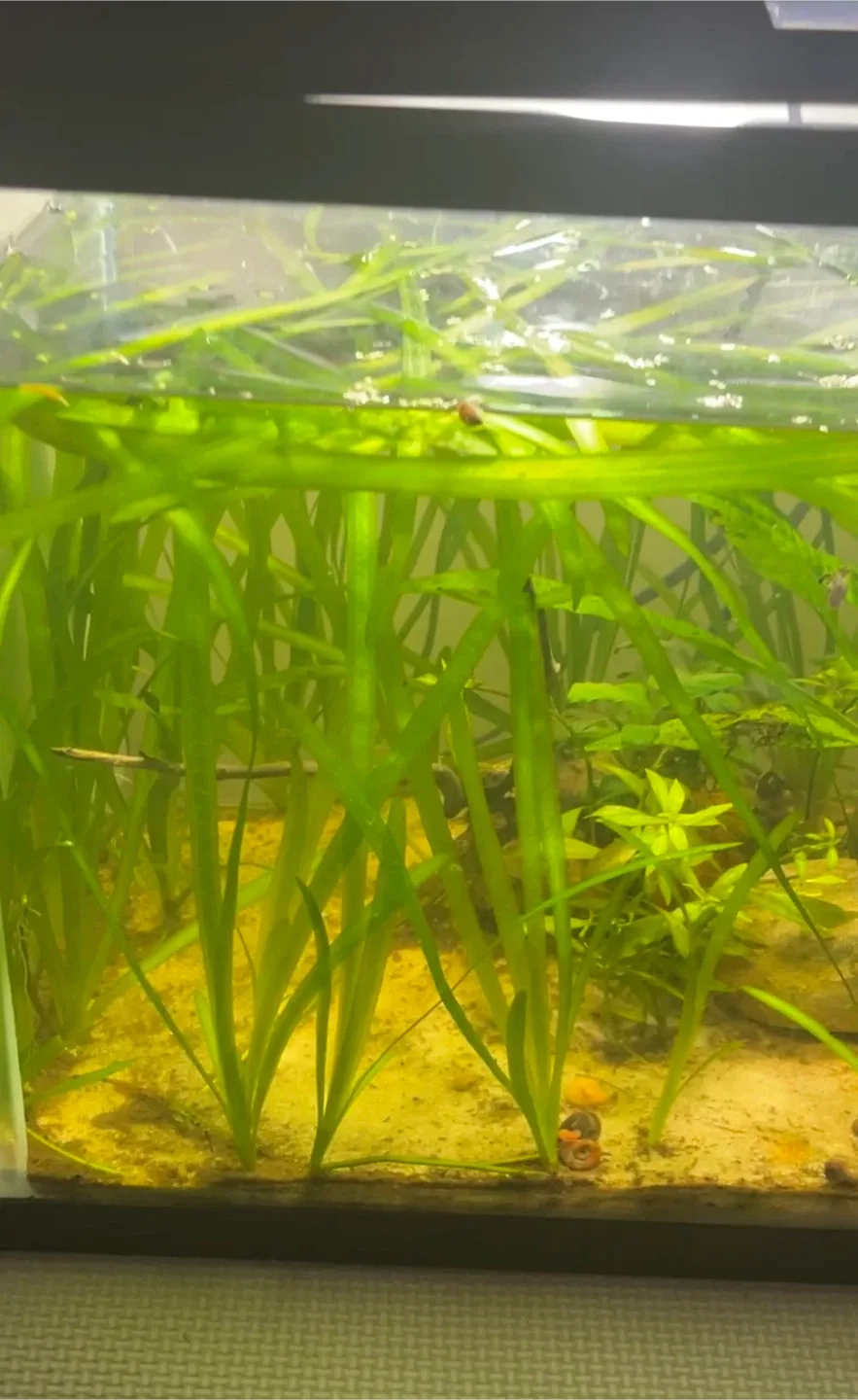 Aquarium/Aquatic Plants - Valesnaria image indicator(2)