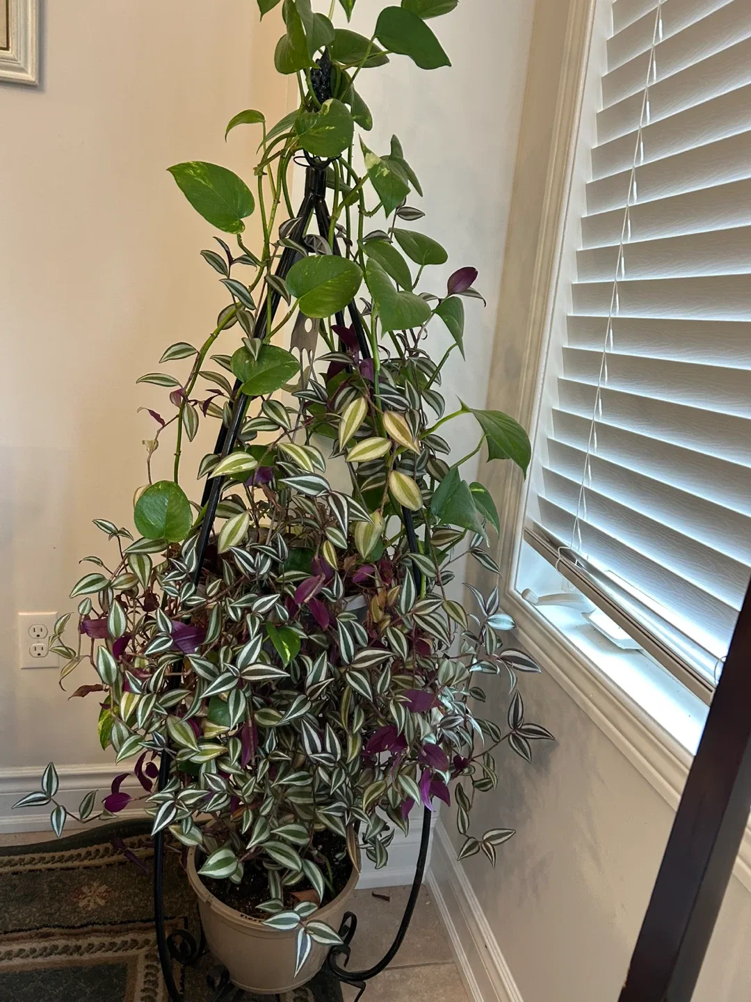 Black Metal Plant Stand image indicator(3)