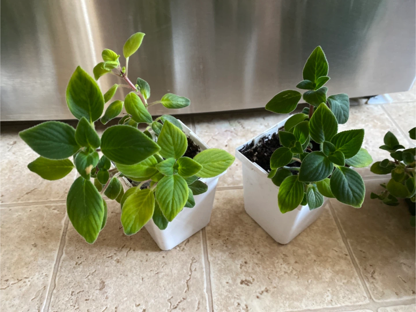 Potted weeping or nodding violet house Plants - photo 3