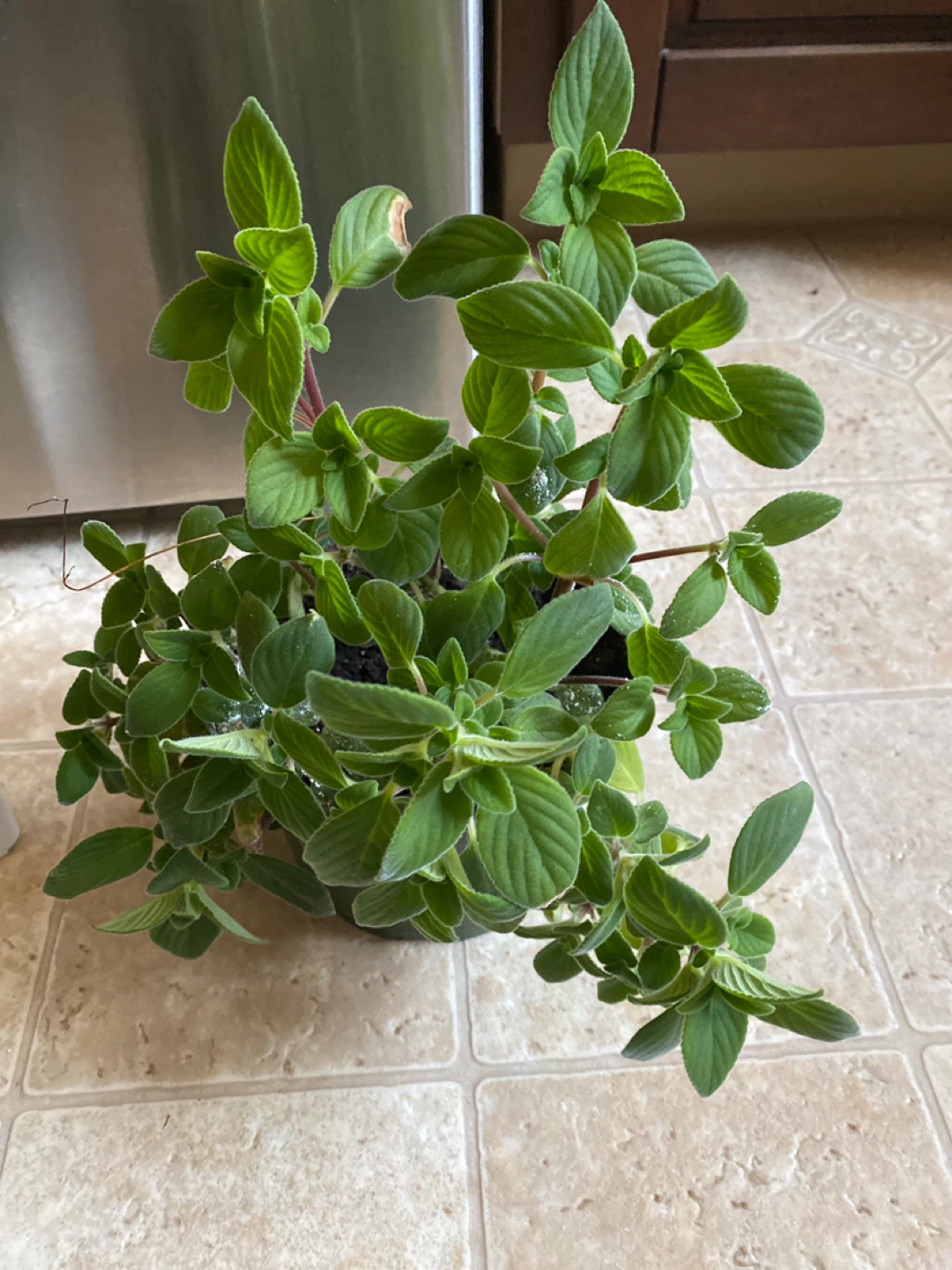 Potted weeping or nodding violet house Plants - photo 4