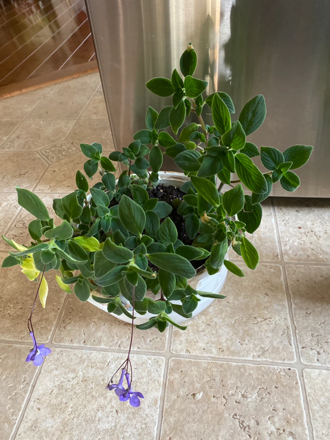 Potted weeping or nodding violet house Plants - photo 2
