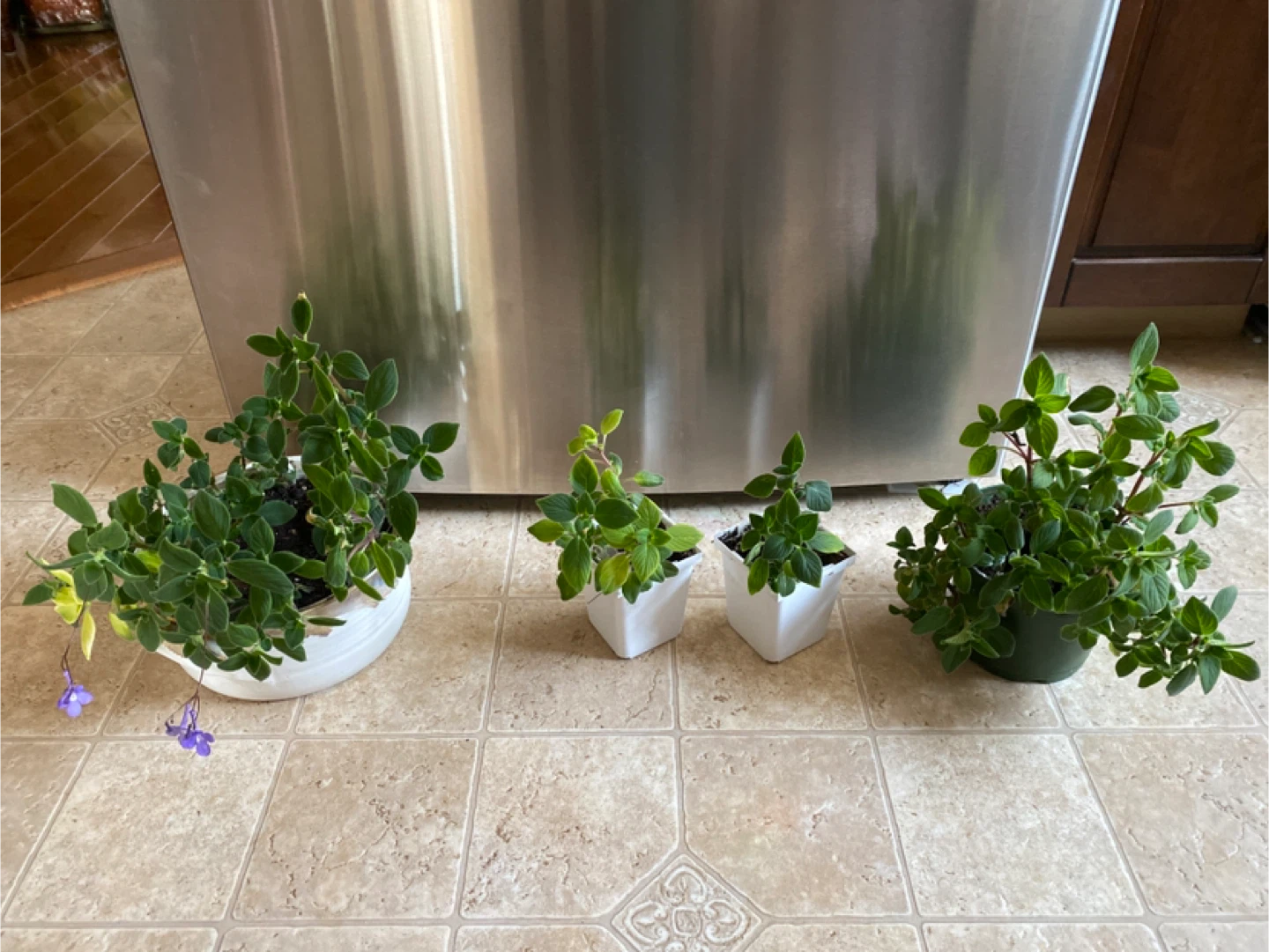Potted weeping or nodding violet house Plants