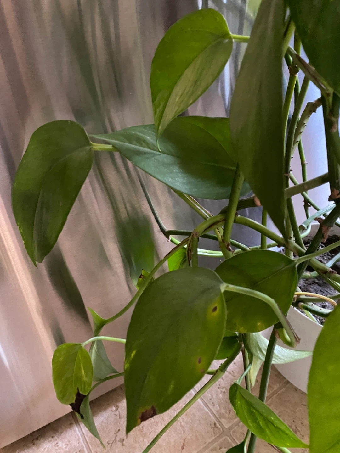 Pothos Plant with White Pot - photo 4