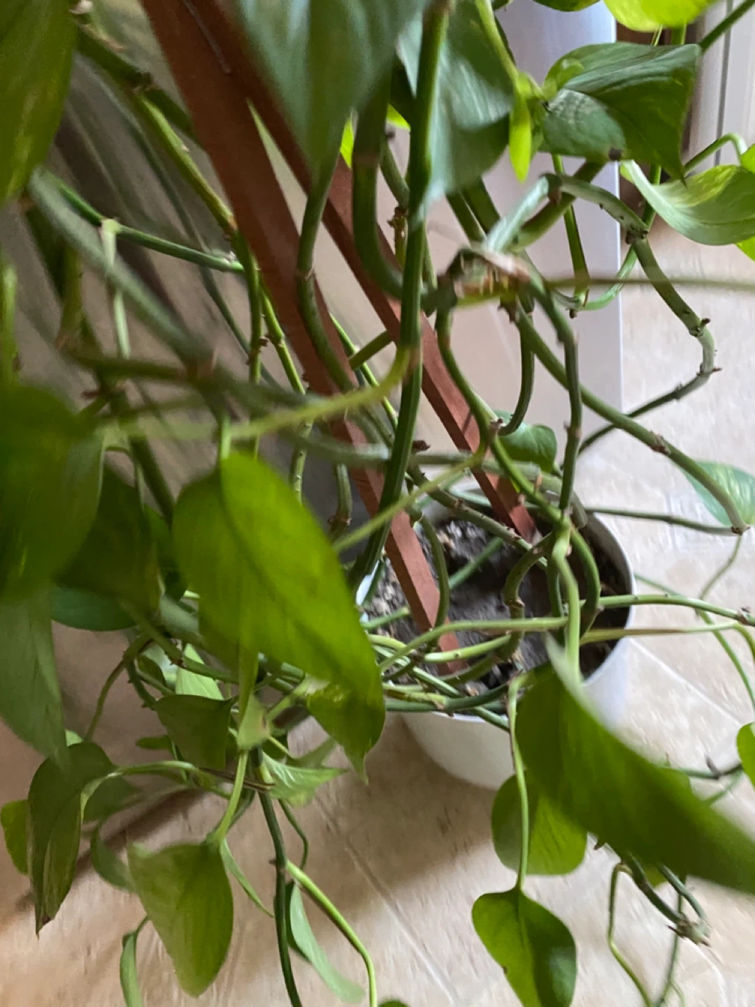 Pothos Plant with White Pot - photo 2
