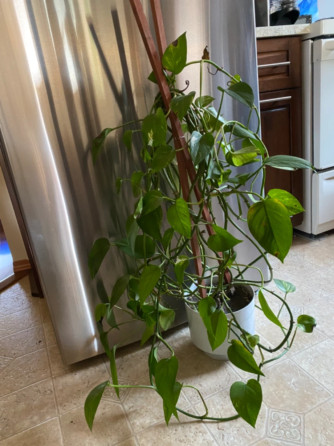 Pothos Plant with White Pot - photo 5