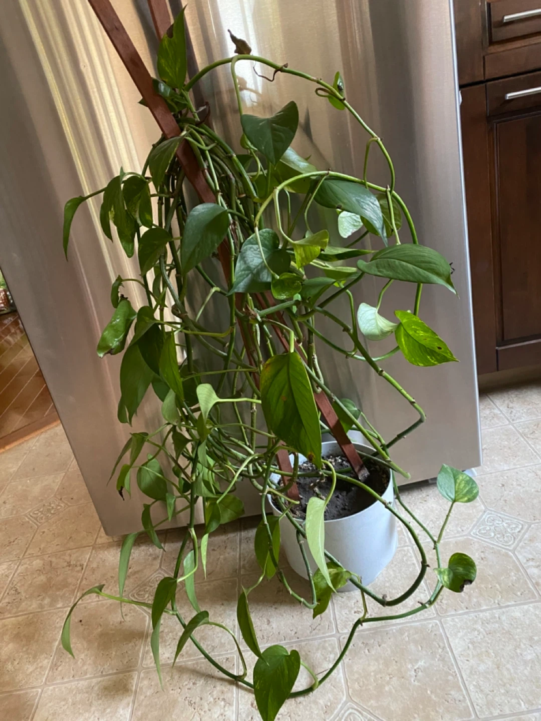 Pothos Plant with White Pot