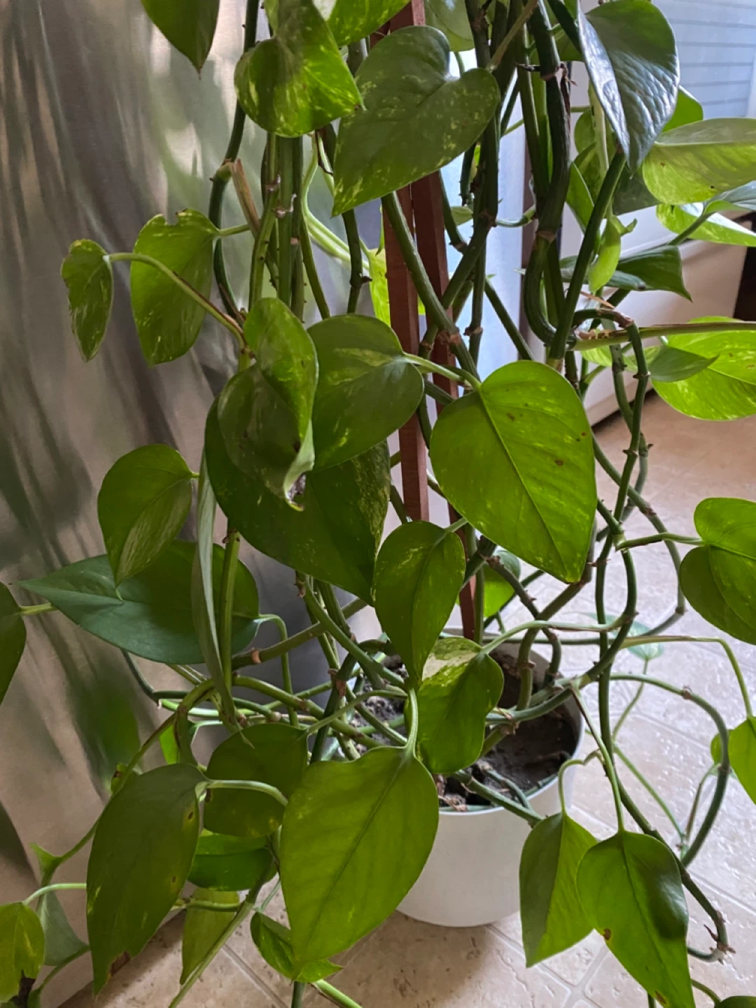 Pothos Plant with White Pot - photo 3