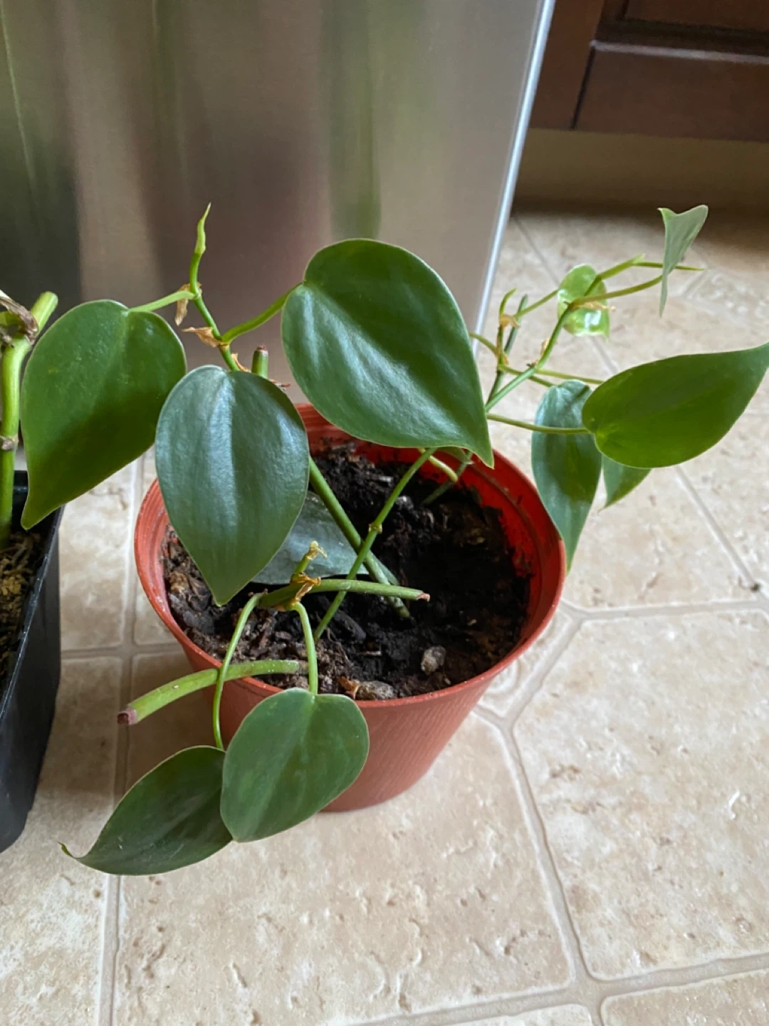 Potted Pothos and Heartleaf Philodendron Plants - photo 5