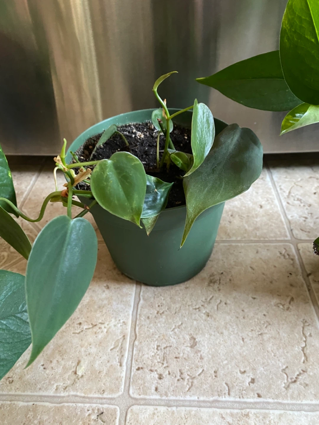 Potted Pothos and Heartleaf Philodendron Plants - photo 3