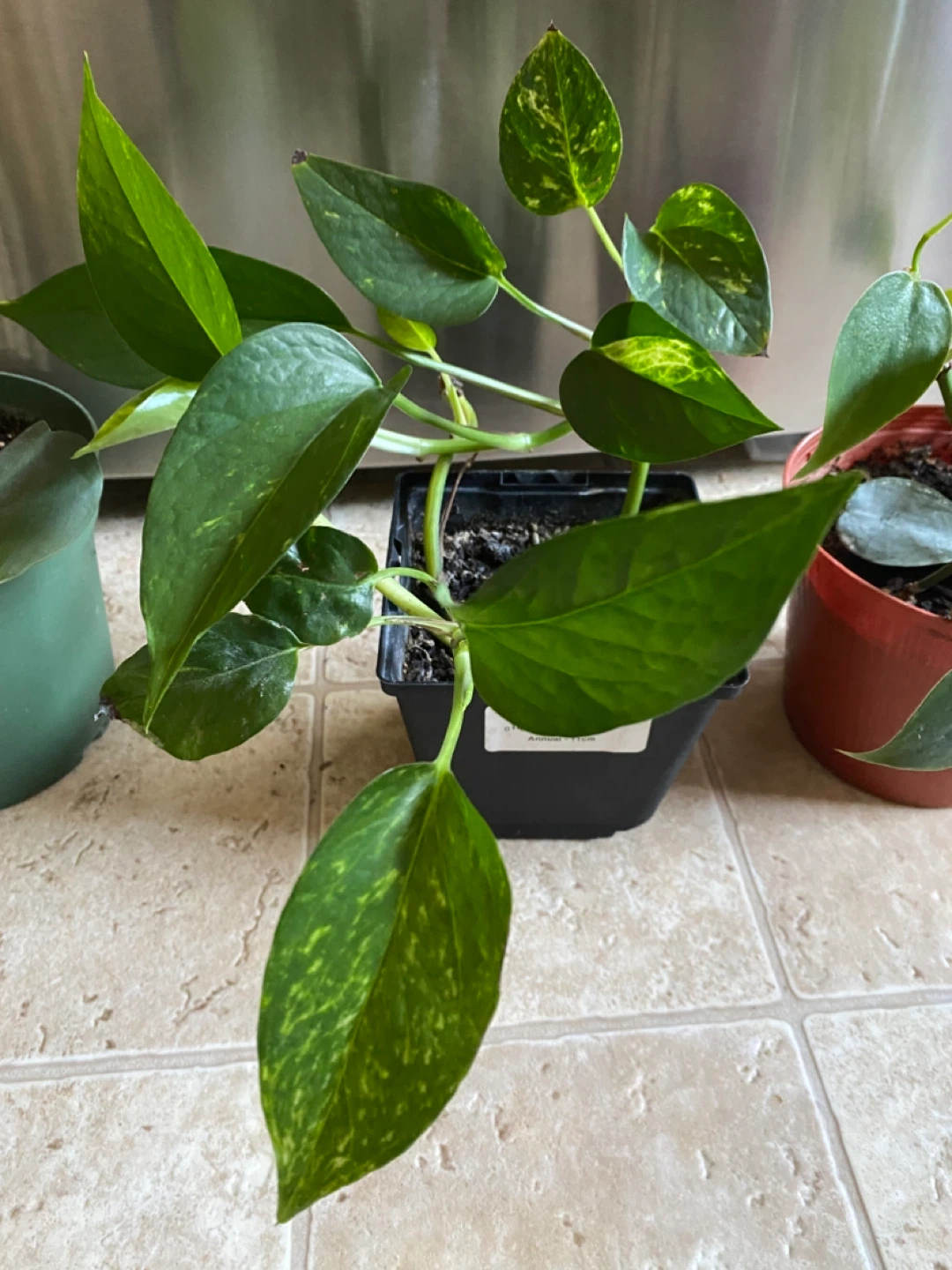 Potted Pothos and Heartleaf Philodendron Plants - photo 4