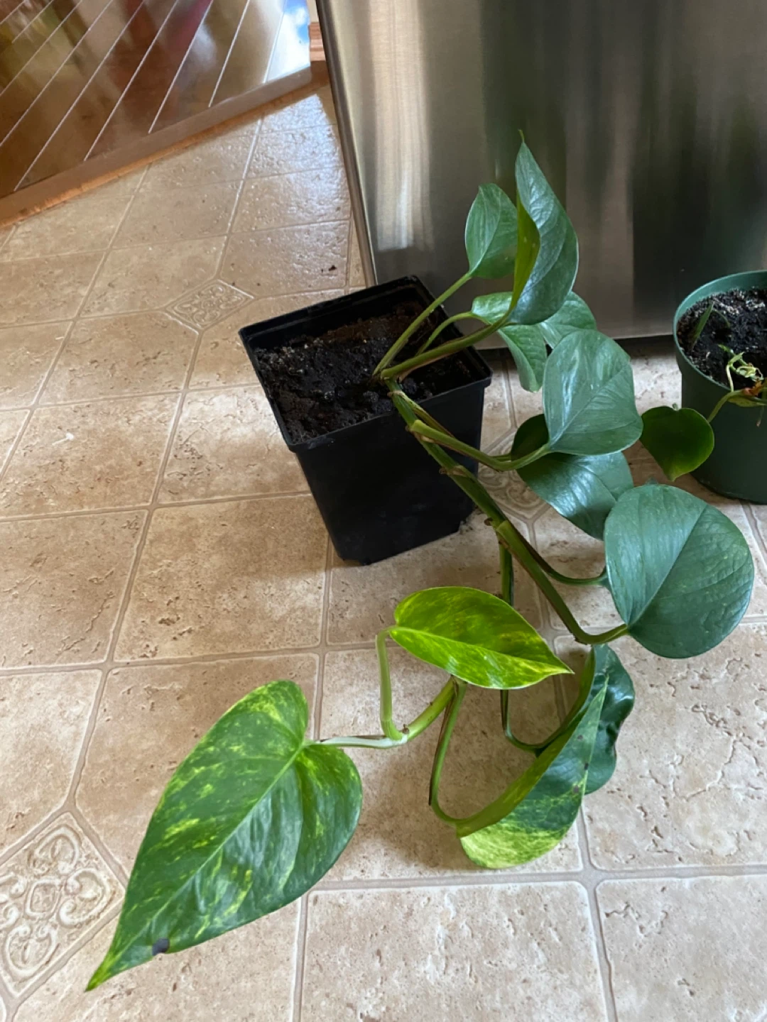 Potted Pothos and Heartleaf Philodendron Plants - photo 2