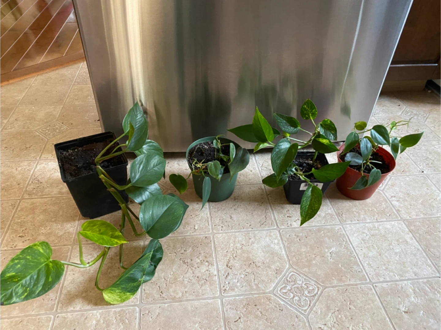 Potted Pothos and Heartleaf Philodendron Plants