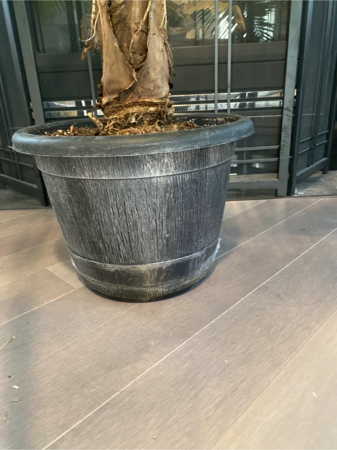 Potted Majesty Palm Tree image indicator(4)