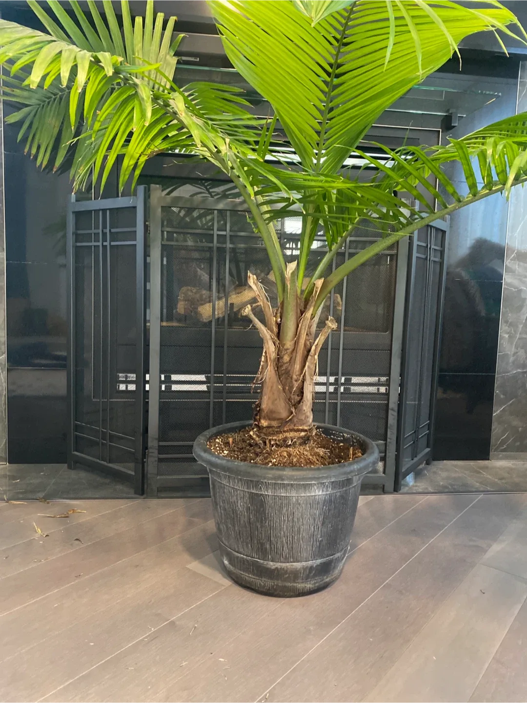 Potted Majesty Palm Tree image indicator(2)