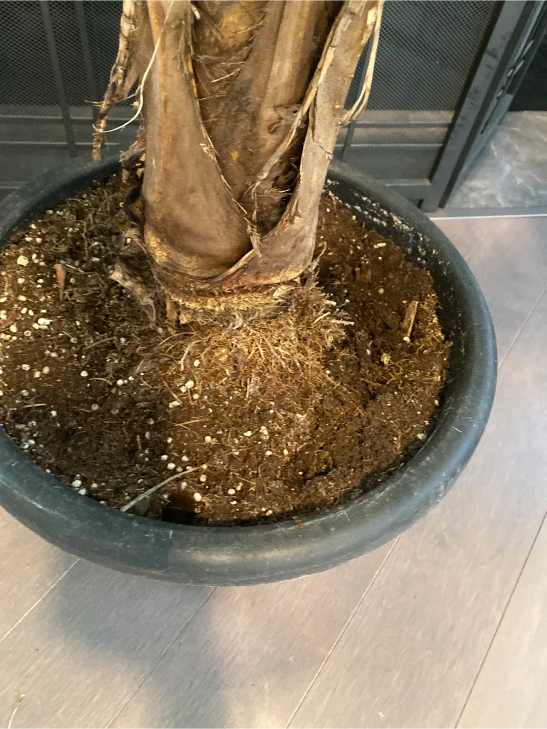 Potted Majesty Palm Tree image indicator(5)