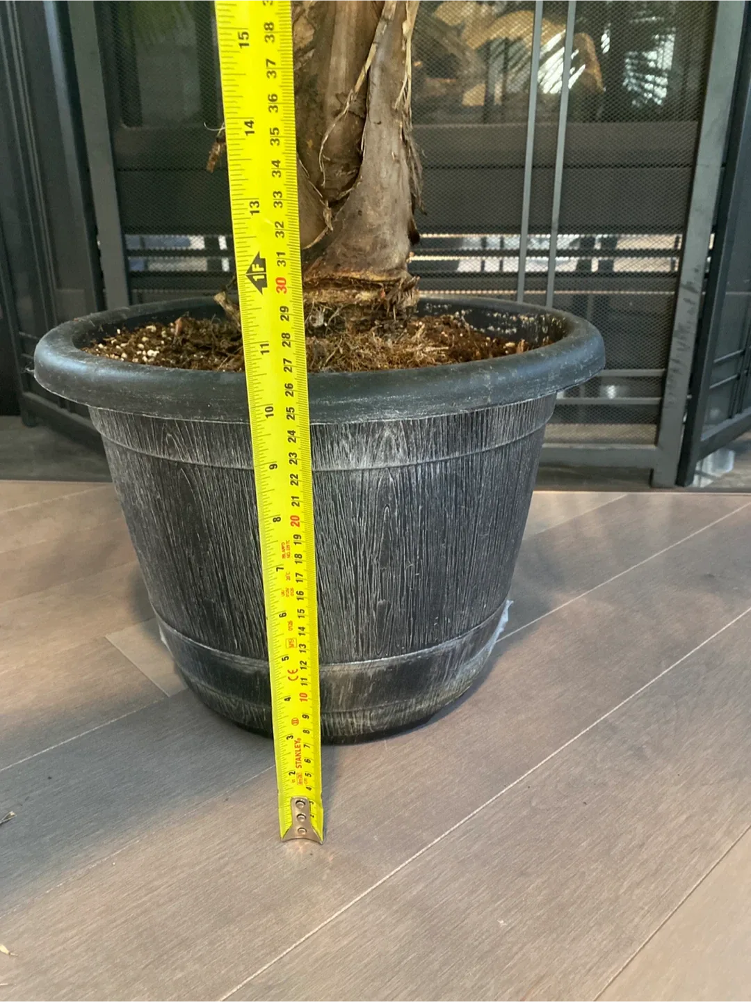 Potted Majesty Palm Tree image indicator(6)