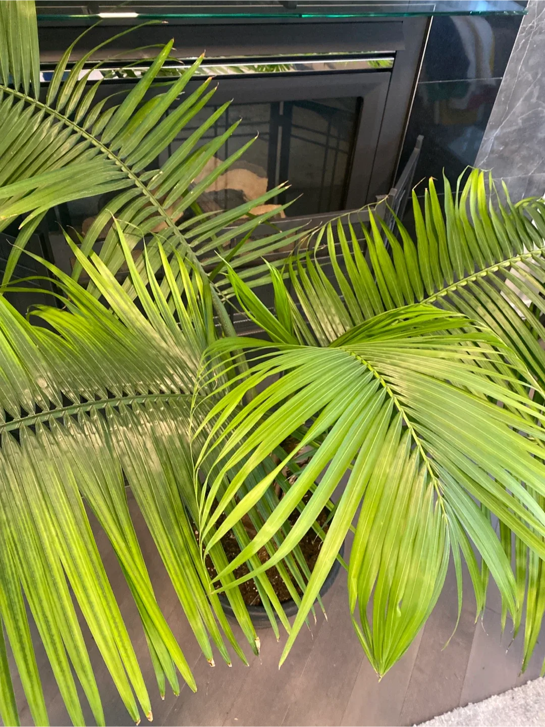 Potted Majesty Palm Tree image indicator(3)