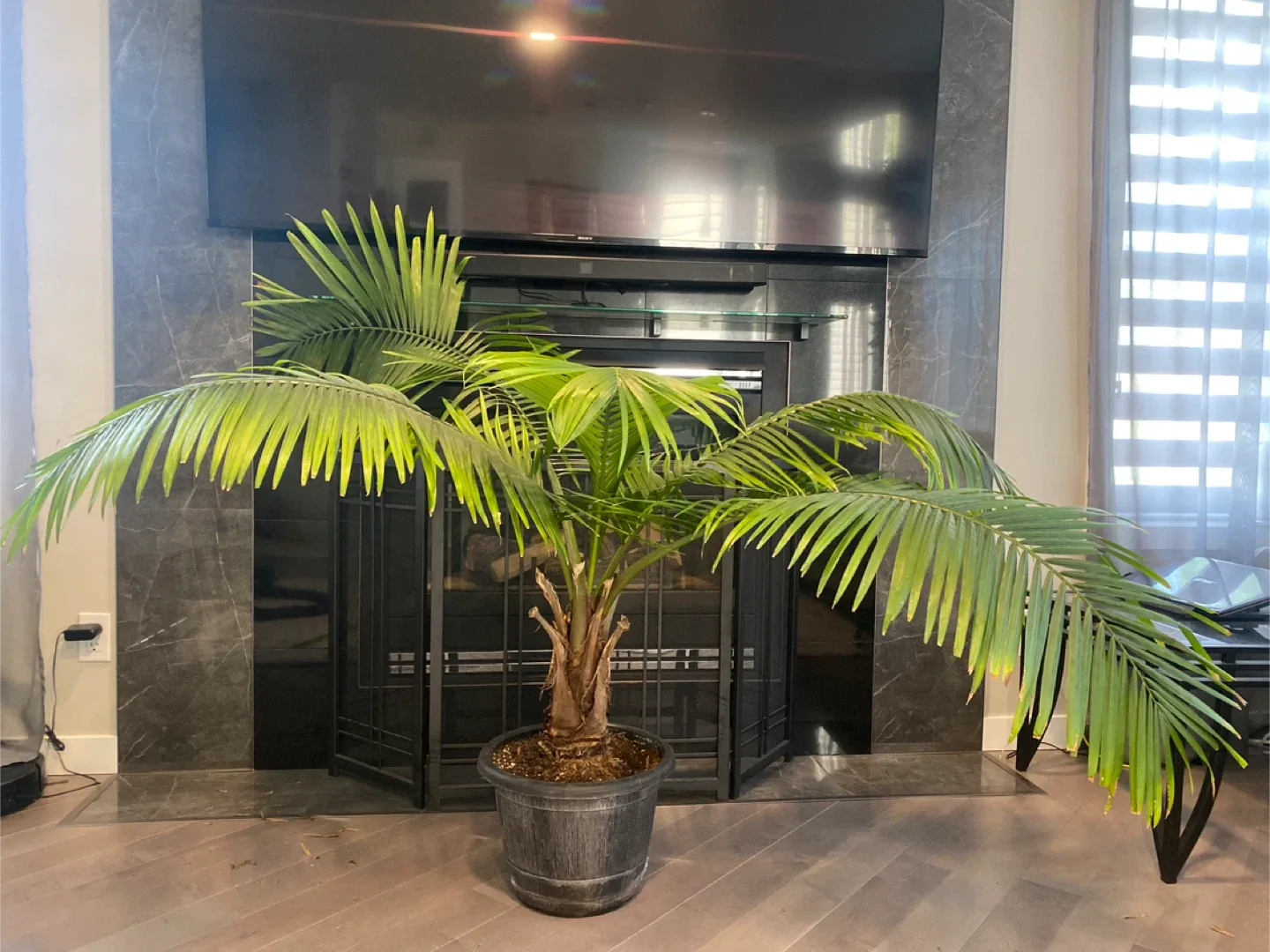 Potted Majesty Palm Tree image indicator(7)