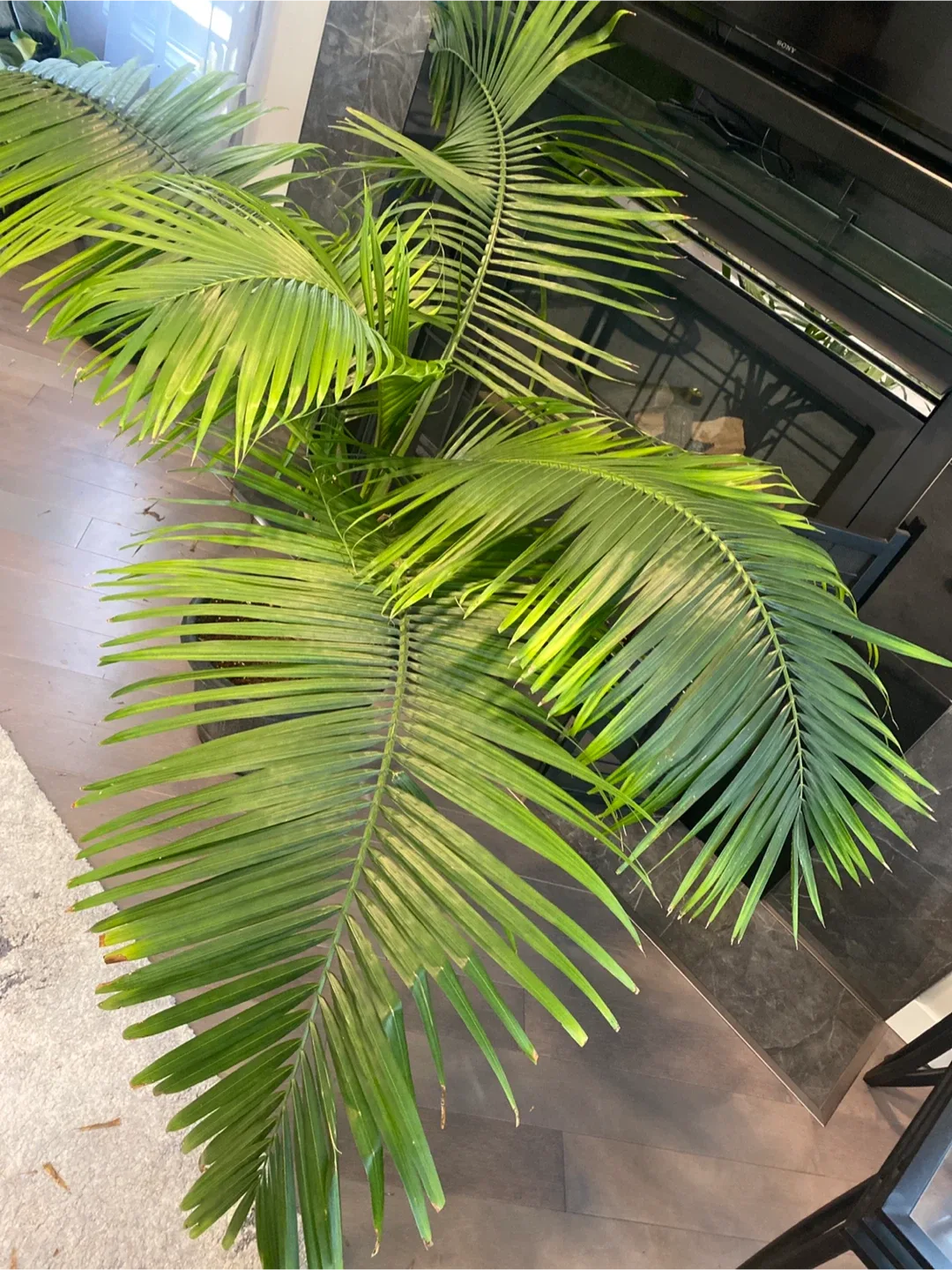 Potted Majesty Palm Tree image indicator(9)