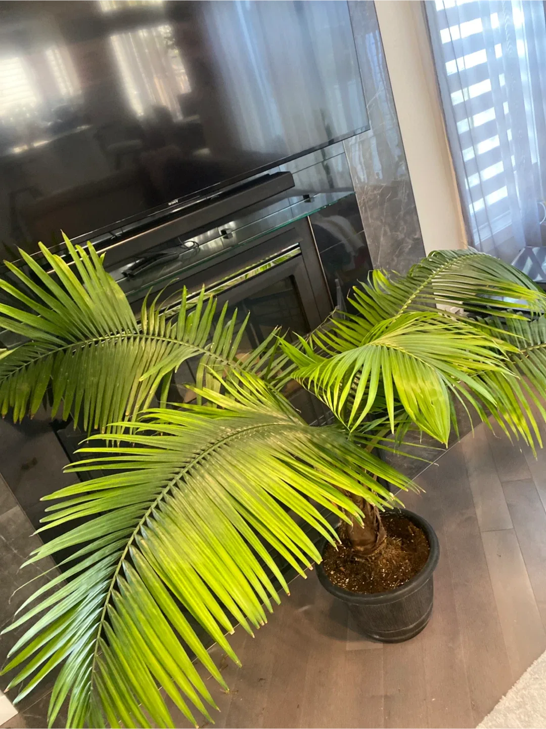 Potted Majesty Palm Tree image indicator(8)