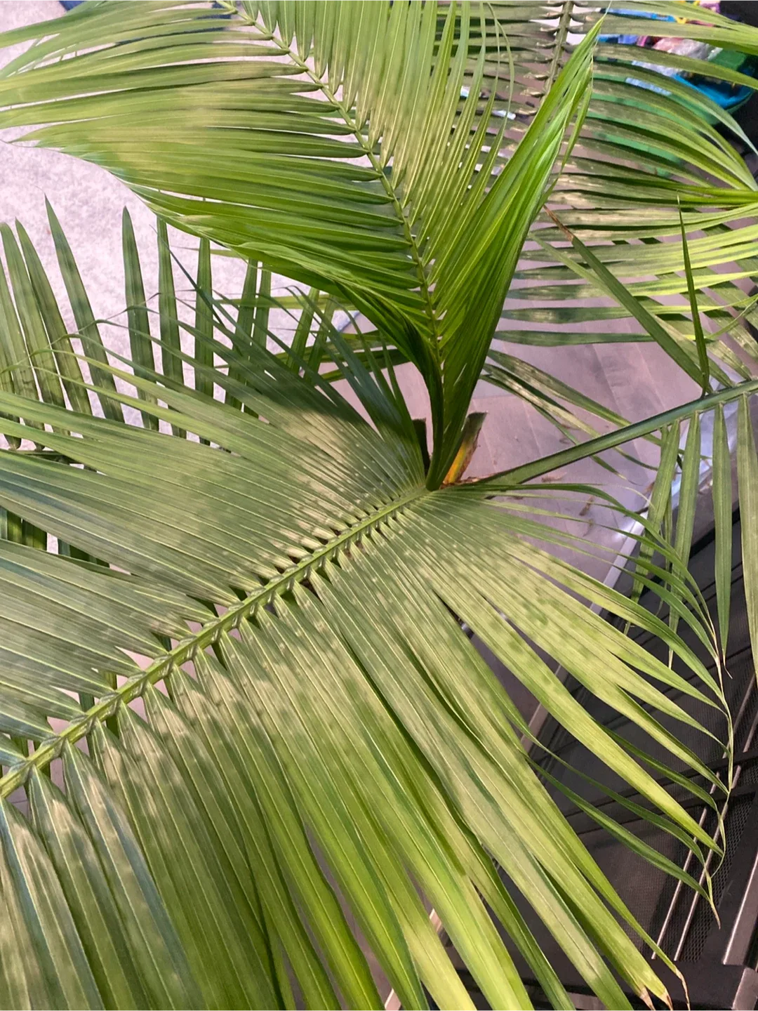 Potted Majesty Palm Tree image indicator(10)