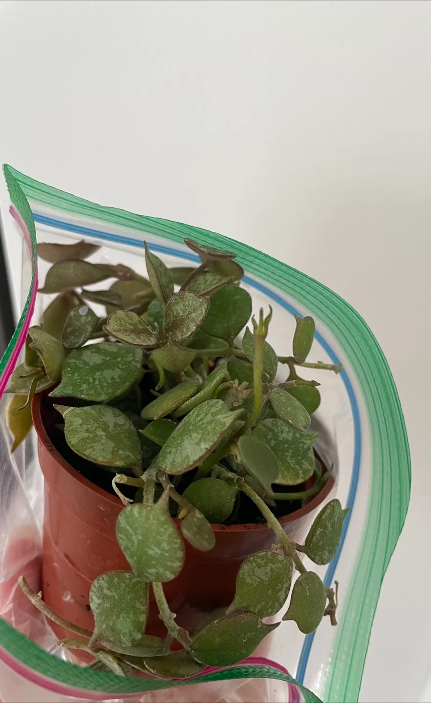 Hoya curtisii plant - needs plant doctor pls read description image indicator(3)