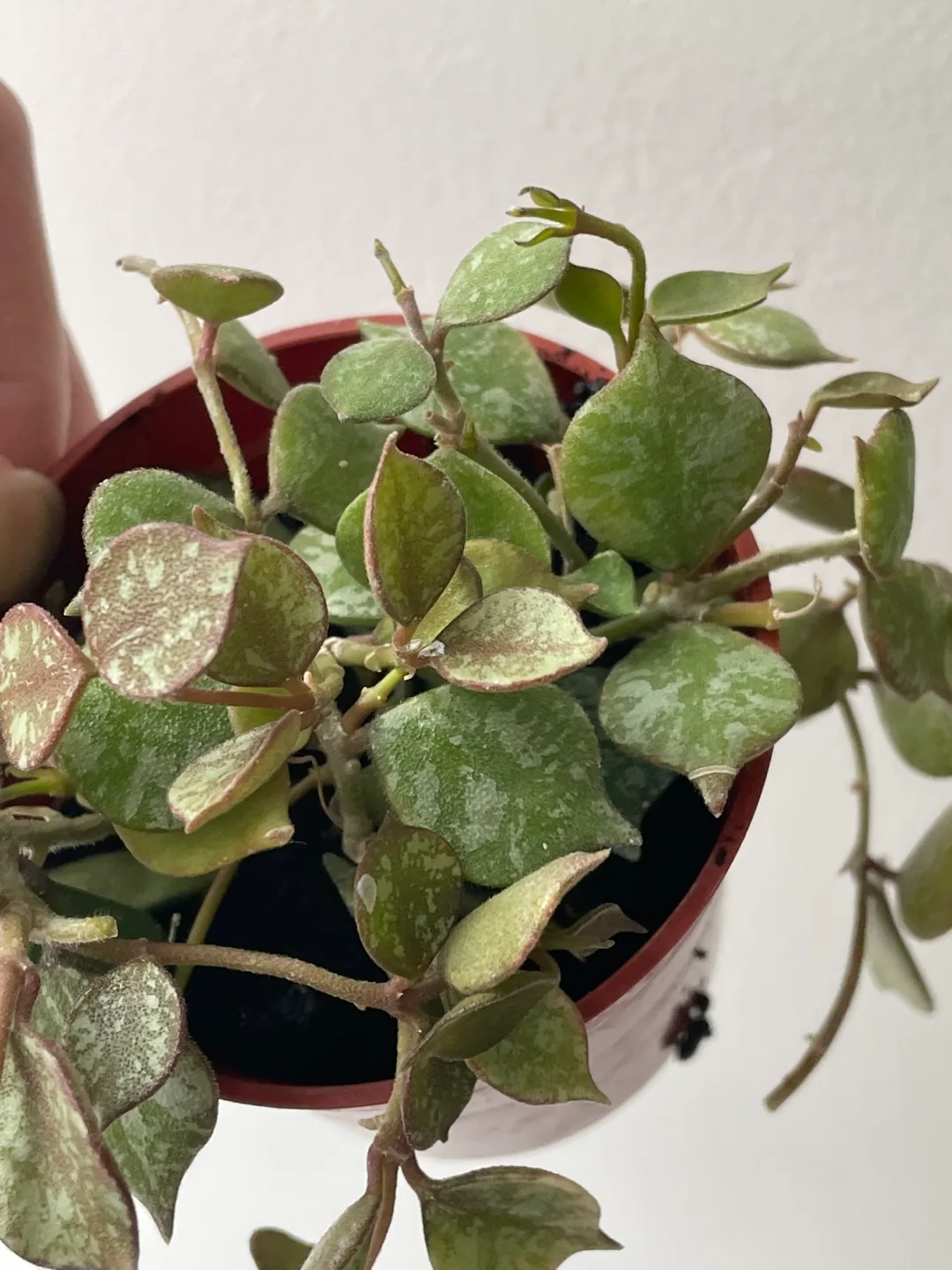 Hoya curtisii plant - needs plant doctor pls read description image indicator(2)