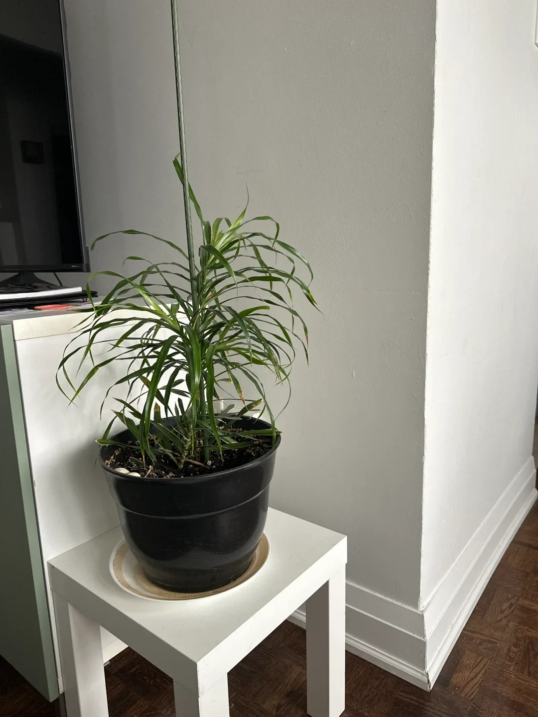 Potted Dracaena Plant image indicator(2)