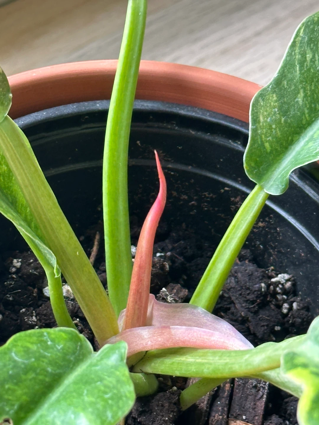 Philodendron Ring of Fire Plant - photo 5
