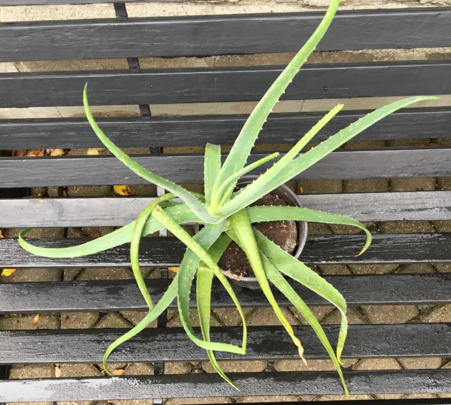 Aloe Vera Plant image indicator(2)