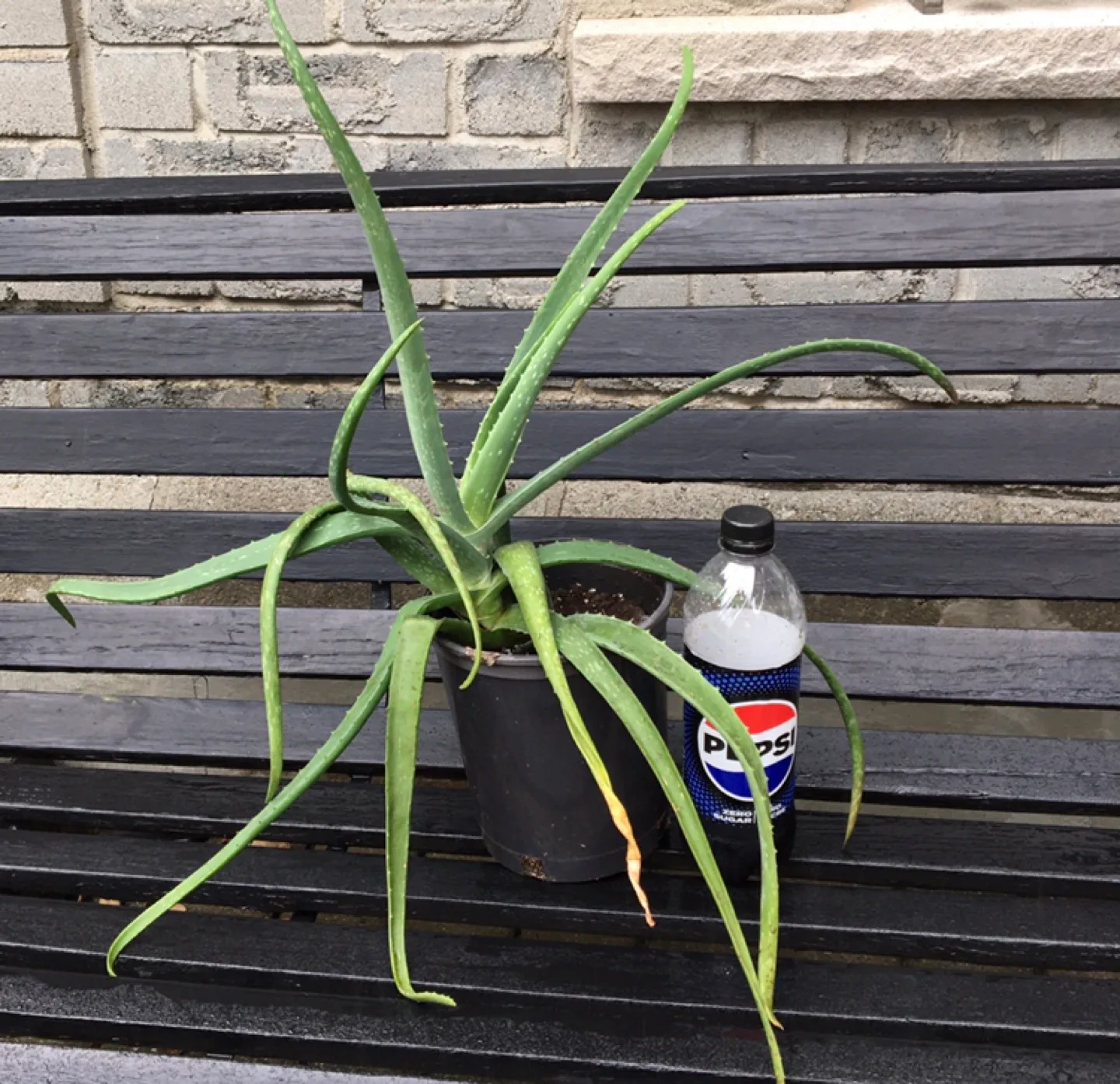 Aloe Vera Plant image indicator(3)