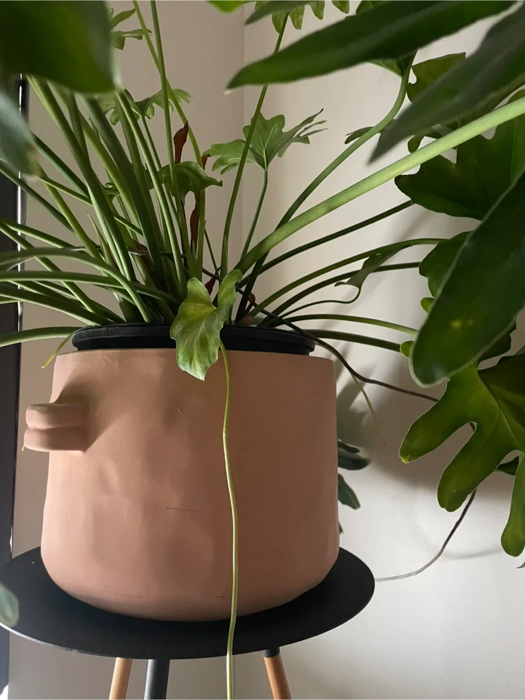 Potted Philodendron Plant image indicator(2)