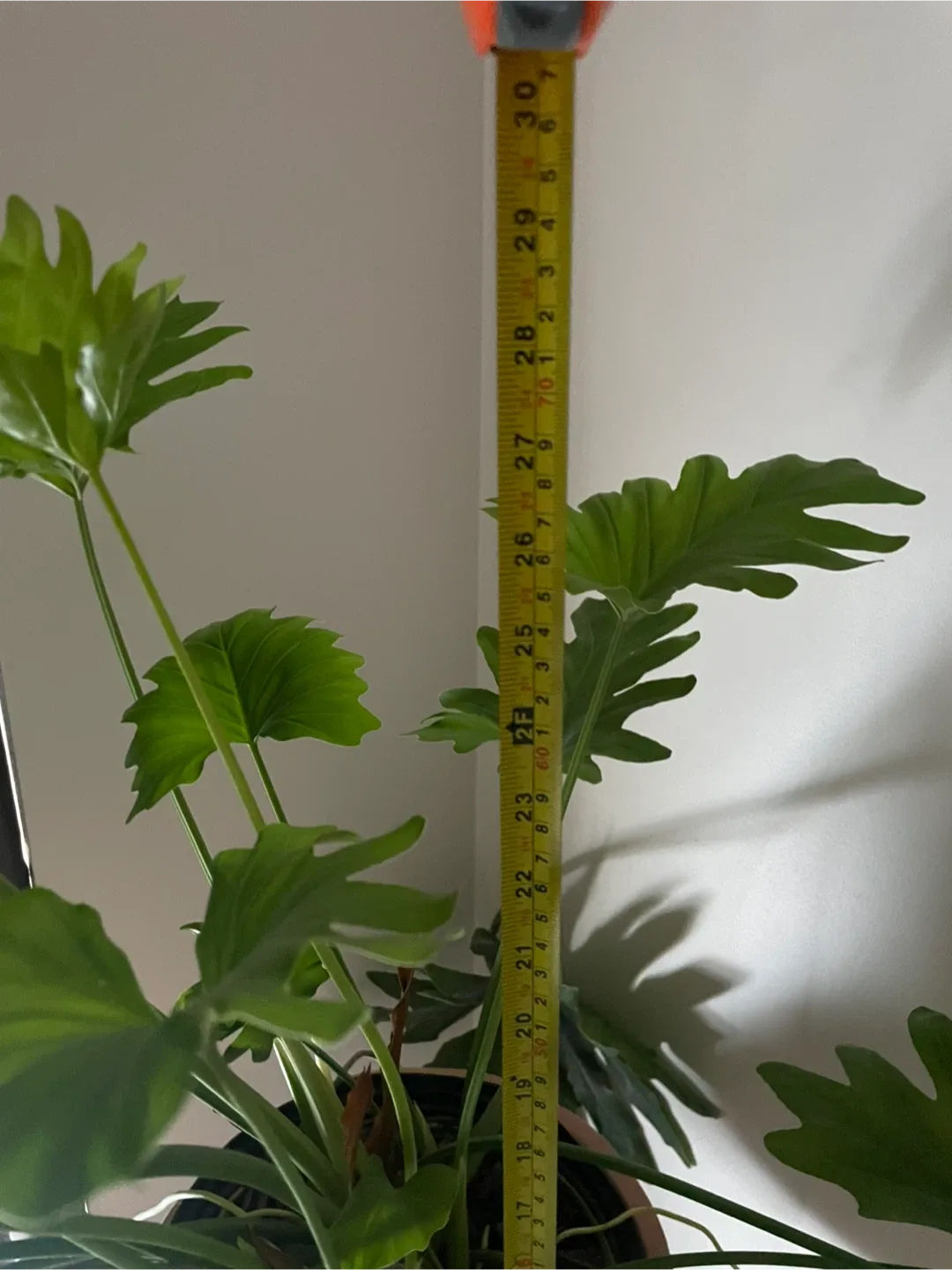 Potted Philodendron Plant image indicator(3)