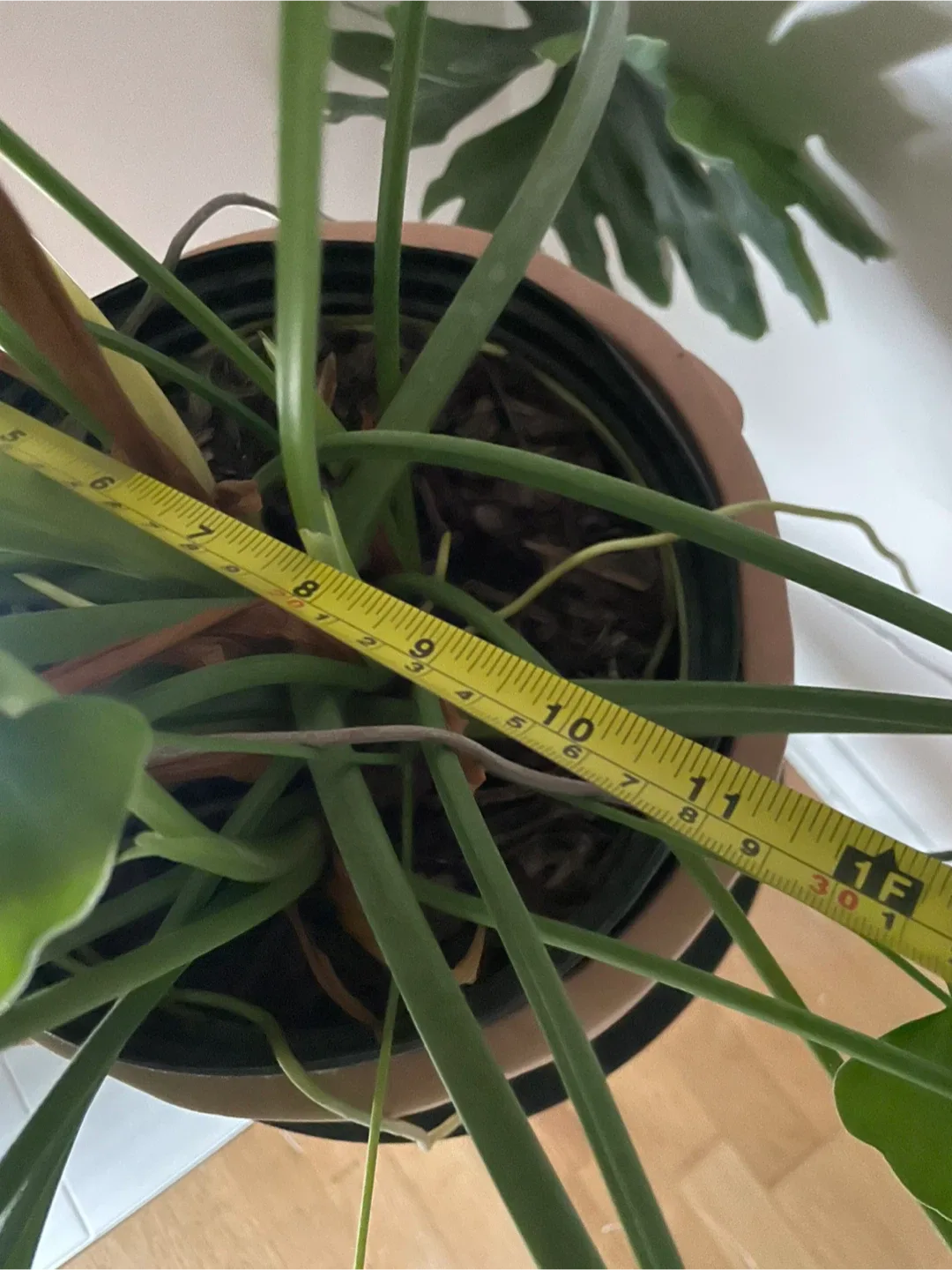Potted Philodendron Plant image indicator(4)