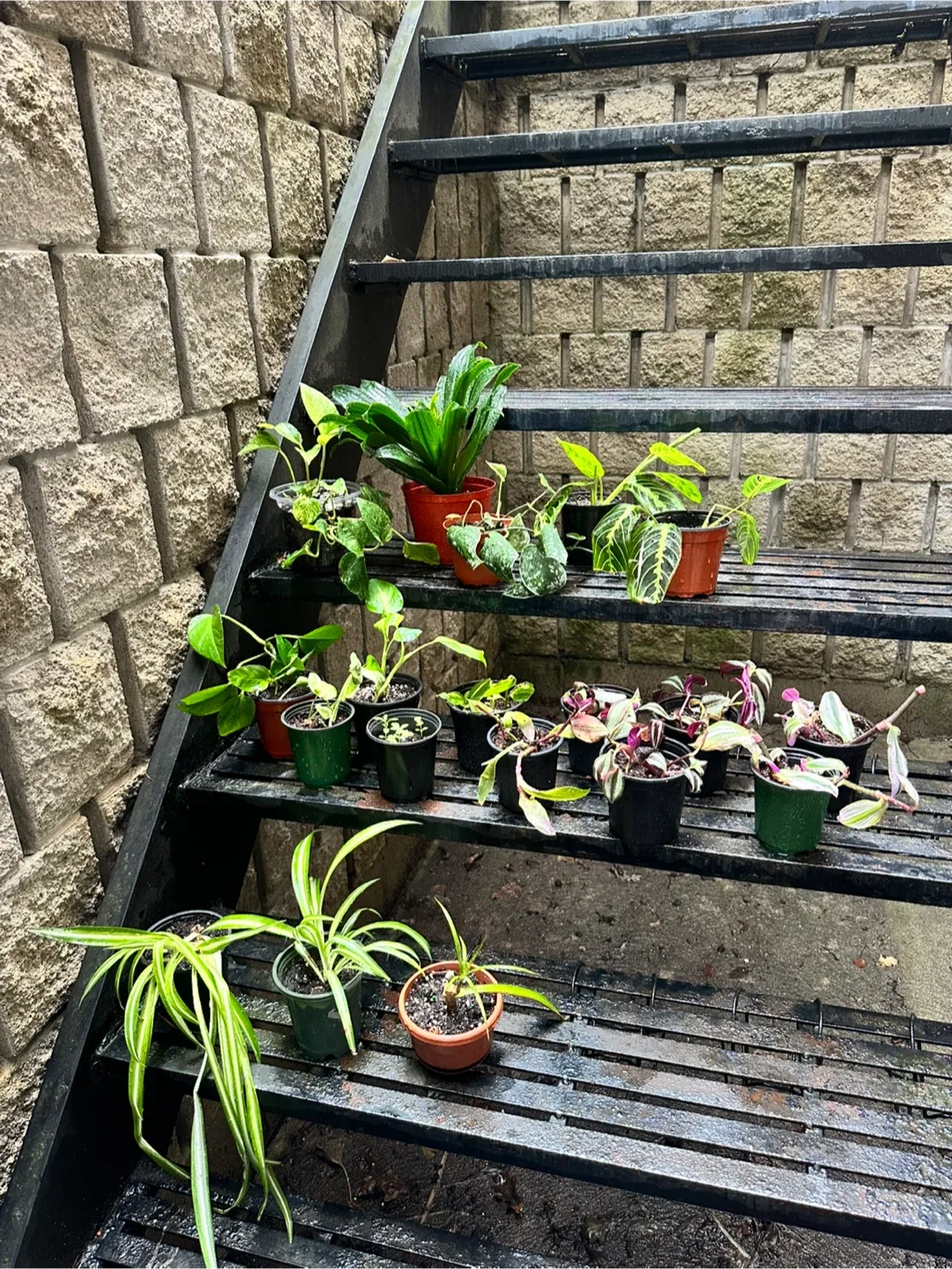 Plant Purge MAKE AN OFFER thumbnail