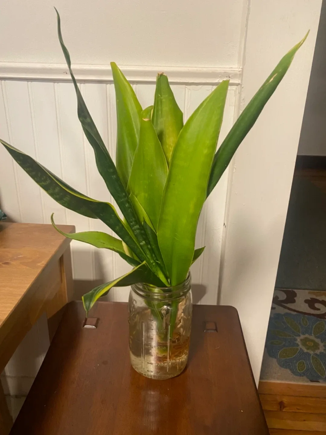 Snake Plant - no pot thumbnail
